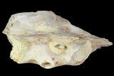 Juvenile Mosasaur (Platecarpus) Jaw Section - Kansas #102486-1